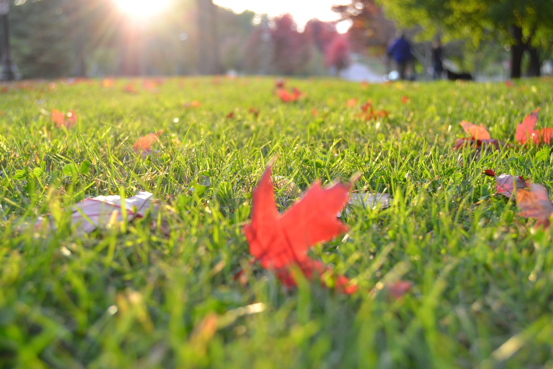 Rollrasen im Herbst