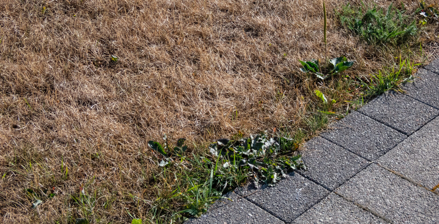 Rollrasen + Verlegung online buchen » Jetzt Kosten ermitteln